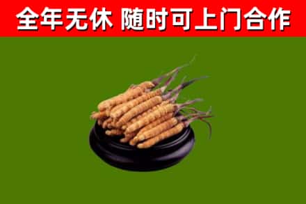 界首市烟酒回收冬虫夏草.jpg